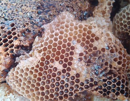 纯天然蜂蜜可以治疗鼻炎吗