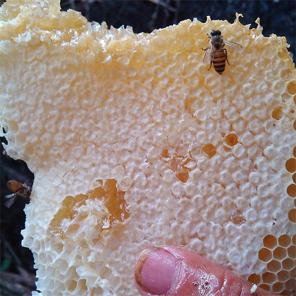 蜂巢蜜有假的吗