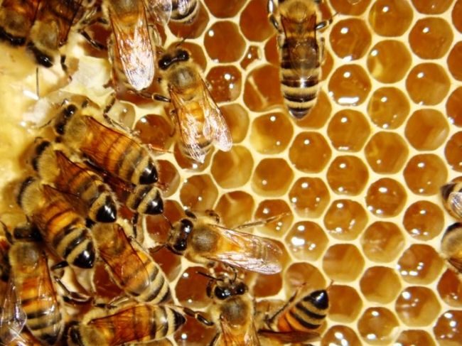 蜂蜜为什么会发酵？