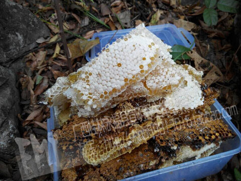 宣明野生蜂蜜11月16日到货通知