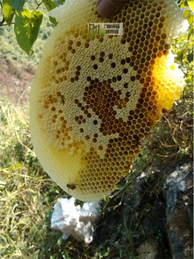 蜂蜜的催眠作用