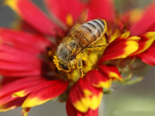 蜂蜜的副作用|食用蜂蜜应该注意什么