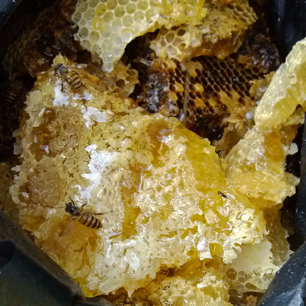 野生蜂蜜保质期一般是多久？
