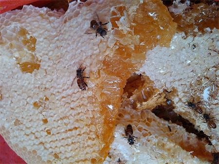 宁波野生蜂蜜|岩蜂蜜特贡级
