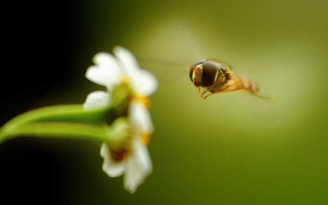 常吃蜂蜜的八大好处与功效
