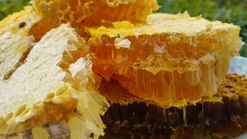 新巢蜜蜂与老巢蜜的区别
