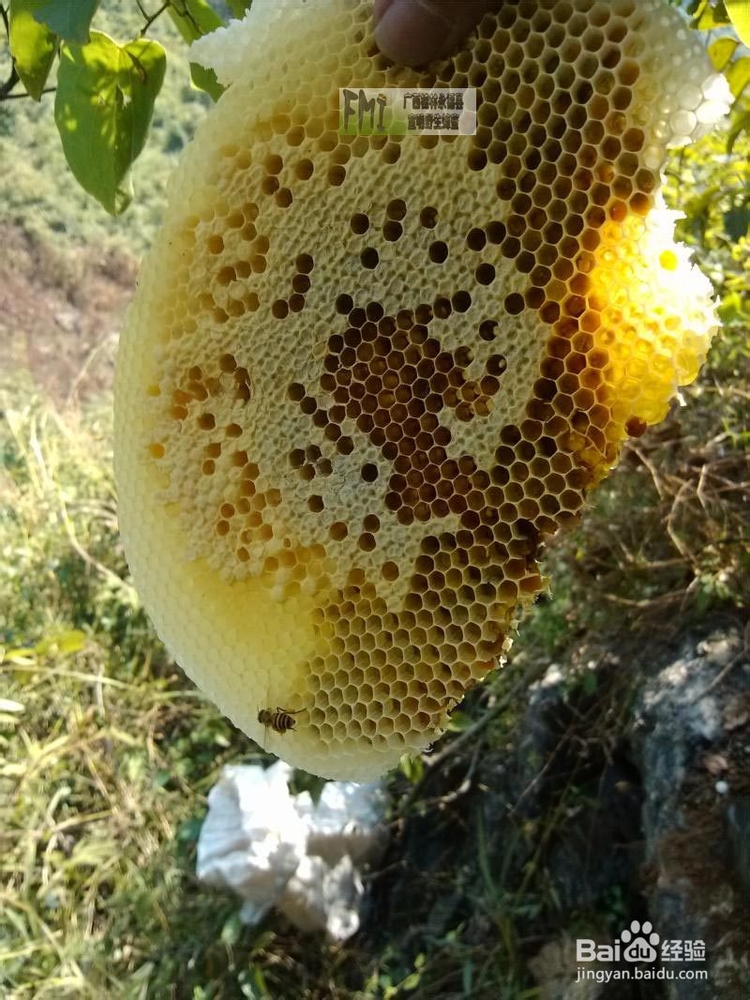 如何鉴别野生蜂蜜真假