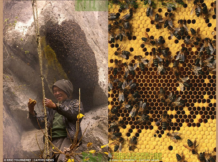 国外野生岩蜂蜜采集现场实录6
