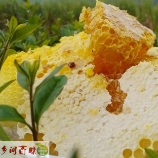 四川成都|南充|乐山|重庆天然野生蜂蜜岩蜂蜜蜂巢蜜