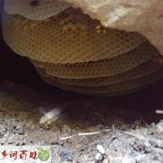 河南郑州|洛阳|许昌天然野生蜂蜜 极品土蜂蜜保健美容首选品